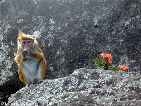 Macaco col berretto che sbuccia una caramella