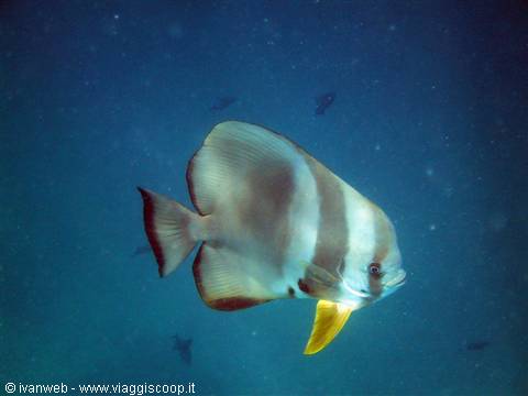 Pesce pipistrello