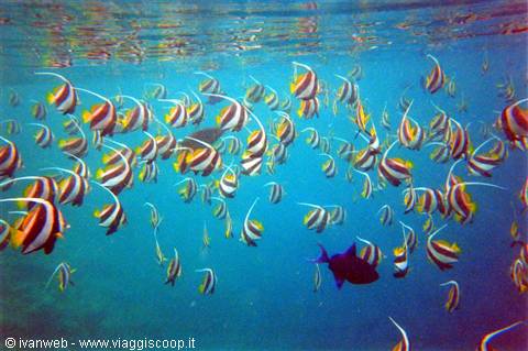 Banner fish