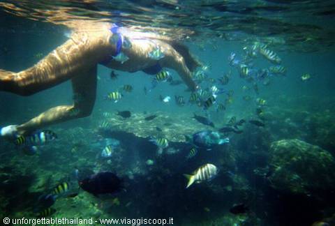 Snorkelinga Coral Island vicino Phuket