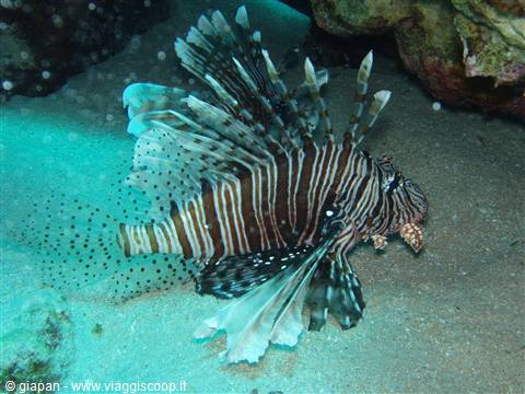 Lion Fish