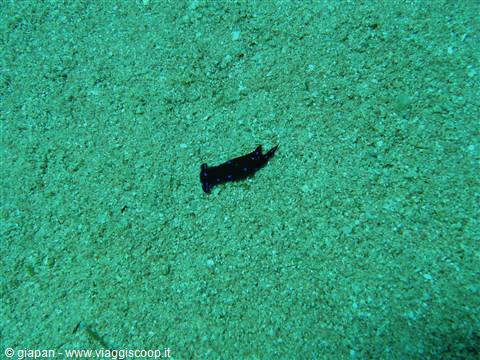 Nudibranco