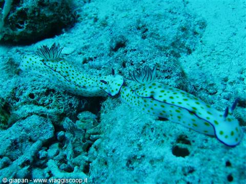 Nudibranco
