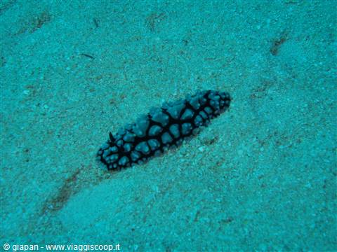 Nudibranco