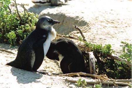 Great Pinguin