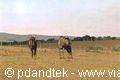 Bufali