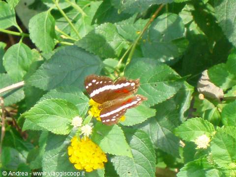 farfalla