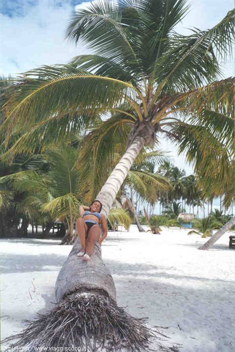 Le palme ....