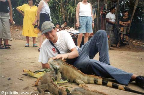 Iguana Farm