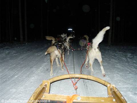 Husky safari