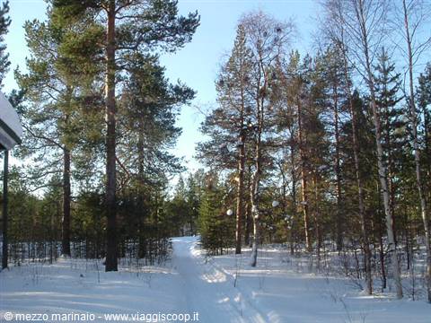 alberi