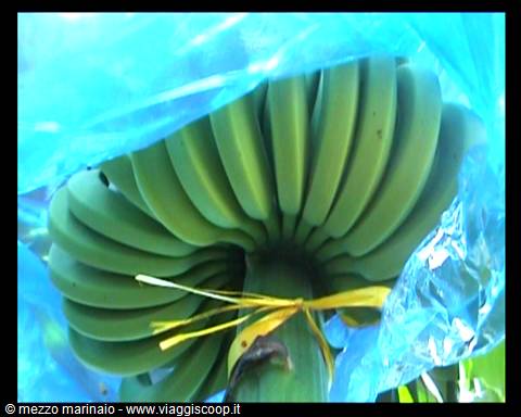 banane