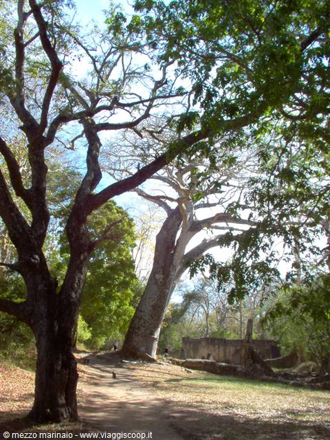 albero parassita