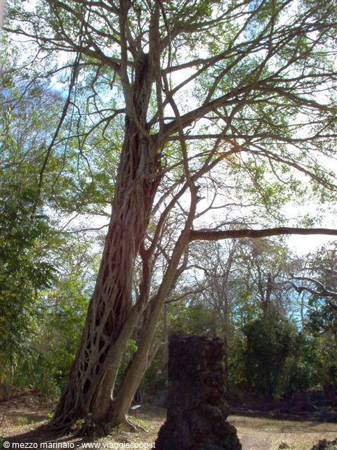 albero parassita2