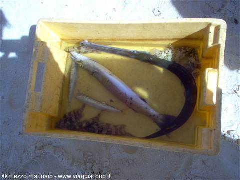 barracuda e trombetta