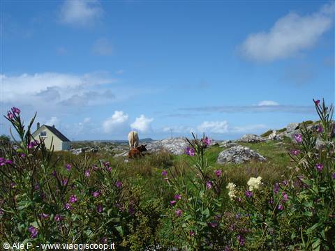 Connemara