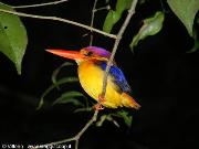 BORNEO JUNGLE