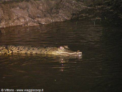 BORNEO JUNGLE