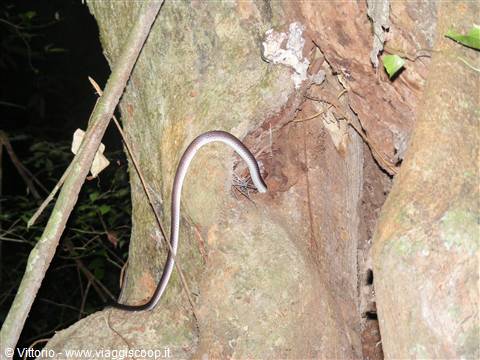Serpente nella giungla del Borneo