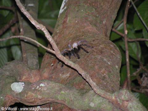 Tarantola nella giungla del Borneo
