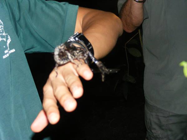 Guida e scorpione della giungla del Borneo