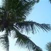  BRASILE 