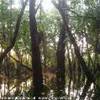 foresta amazzonica BRASILE 