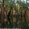 foresta amazzonica BRASILE 