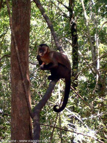 2.9 - Monkey Land (Cercopiteco)