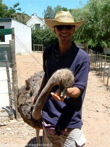 3.3 Oudtshoorn - CangoOstrichFarm (Struzzo)
