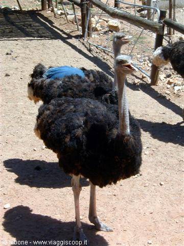 3.5 Oudtshoorn - CangoOstrichFarm (Struzzi)
