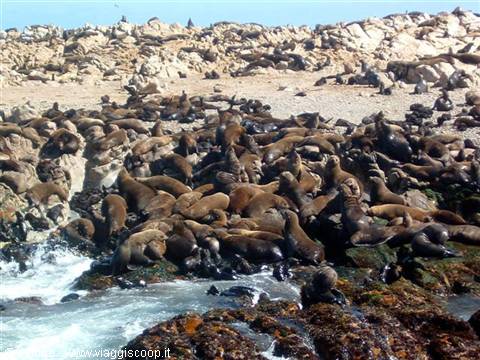 5.10 - Gansbaai - Geyser Island (Foche)