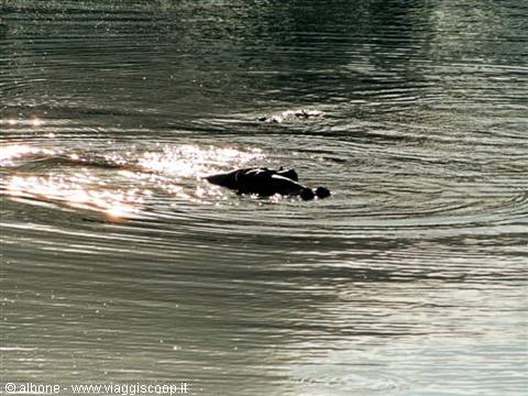 8.8 - Swaziland - Milwane Wildlife Sanctuary Nature Reserve (Ippopotami).JPG
