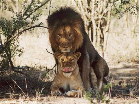 9.25 - Karongwe Game Reserve (Leoni).JPG