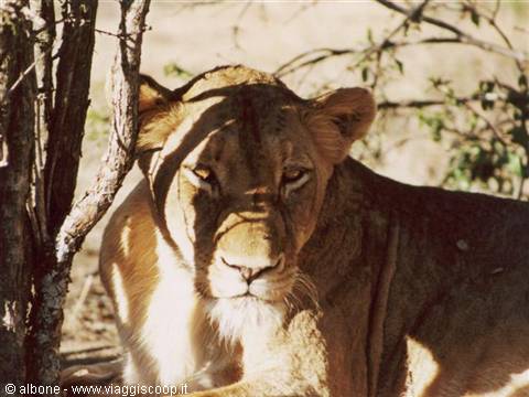 9.29 - Karongwe Game Reserve (Leonessa).JPG