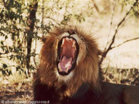 9.33 - Karongwe Game Reserve (Leone).JPG