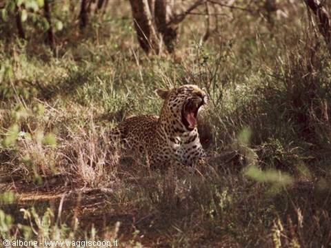 11.3 - Karongwe Game Reserve (Leopardo).JPG
