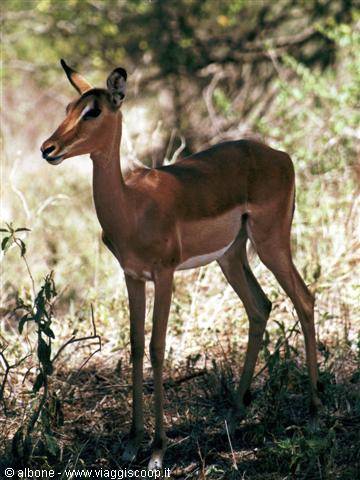 11.7 - Kruger National Park (Impala).JPG