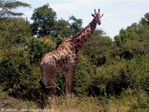 11.9 - Kruger National Park (Giraffa).jpg