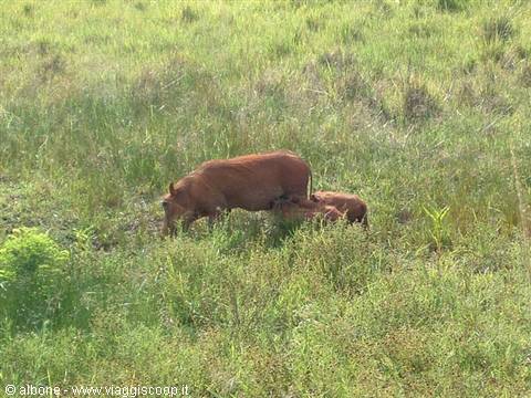 Milwane Wildlife Sanctuary Nature Reserve (Facocero)