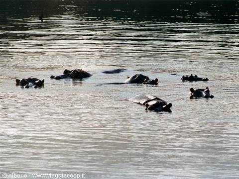 Swaziland - Milwane Wildlife Sanctuary Nature Reserve (Ippopotami)