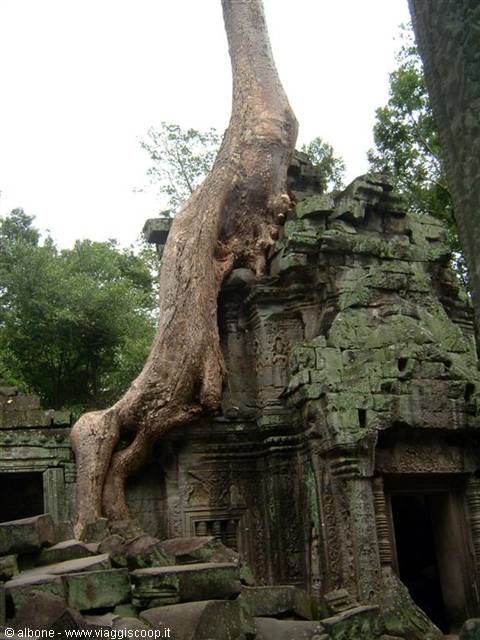 Angkor - Ta Prohm