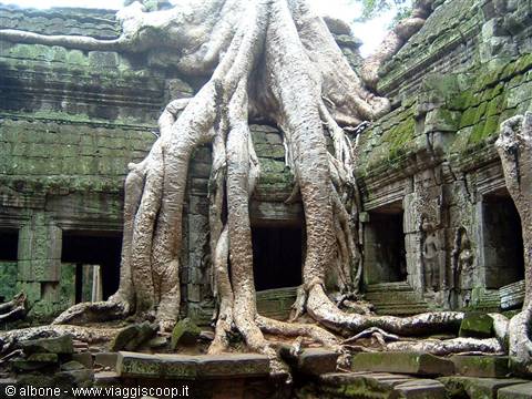 Angkor - Ta Prohm