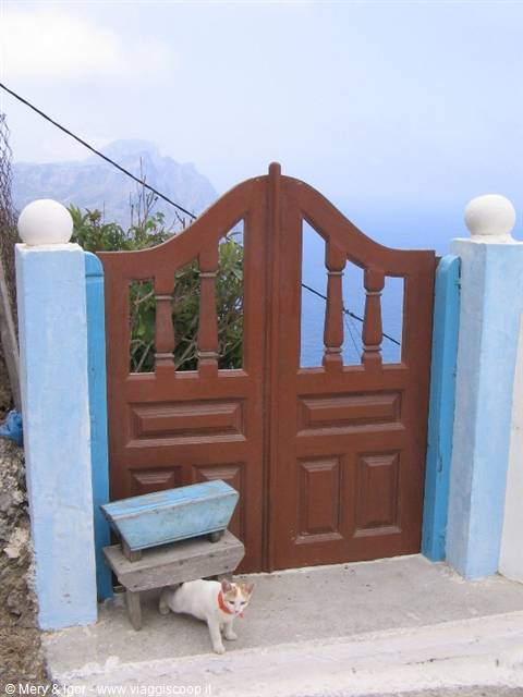 Greek cat