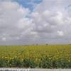 Sulla strada verso Siviglia SPAGNA 