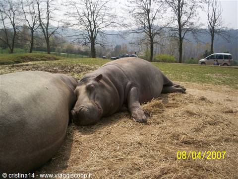 Ippopotamo