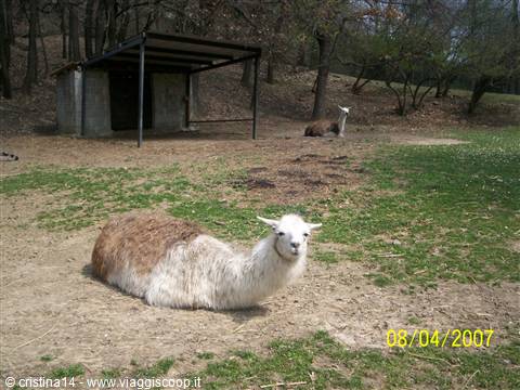 Un simpatico Lama