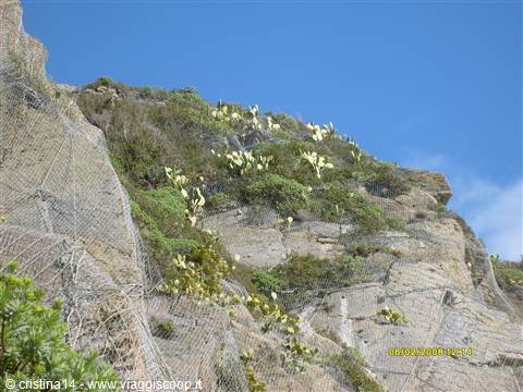 I cactus sulle pareti della Via Dell'Amore