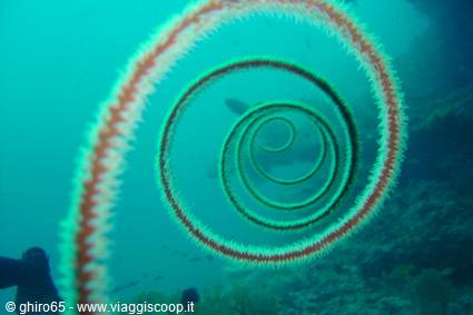 Corallo
