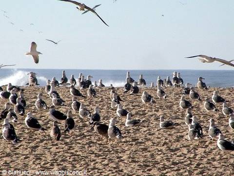 FIGUEIRA DA FOZ, TRA LEIRIA COIMBRA E PORTO, SPIAGGIA CON GABBIANI OCEANICI, I SEAGULLS